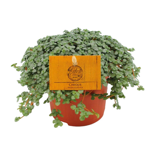 Pilea Glauca – Pflegeleichte Zimmerpflanze Ø11cm