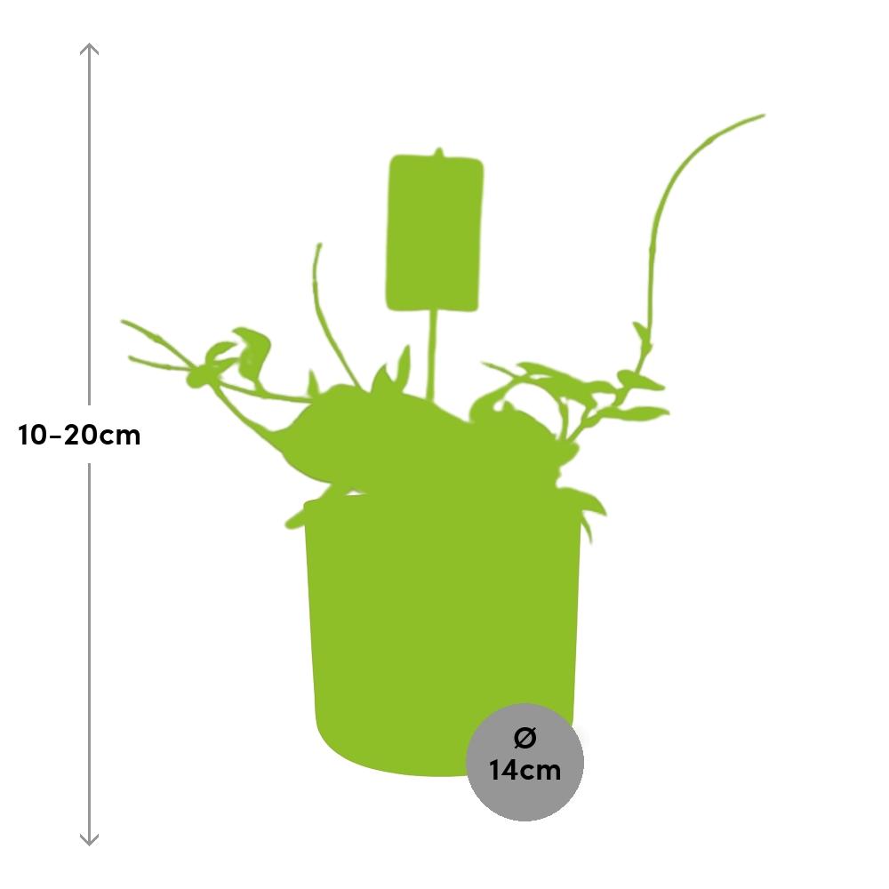 Wachsblume 'Krimson Queen' – Pflegeleichte Zimmerpflanze 14cm