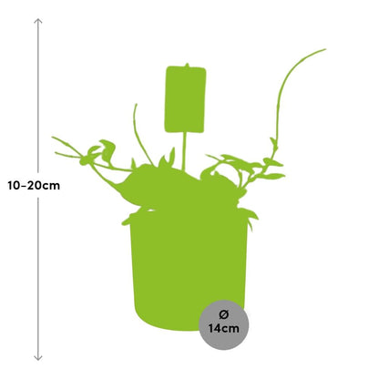 Wachsblume 'Krimson Queen' – Pflegeleichte Zimmerpflanze 14cm