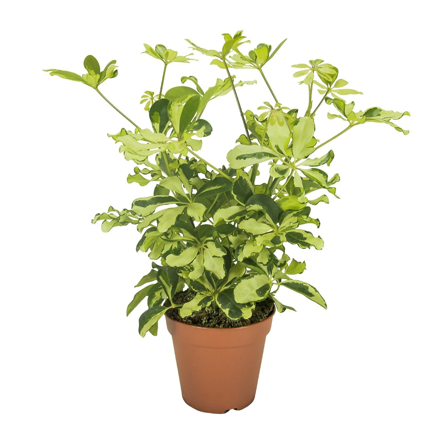 Schefflera Charlotte – Pflegeleichter Umbrella-Baum Ø13cm