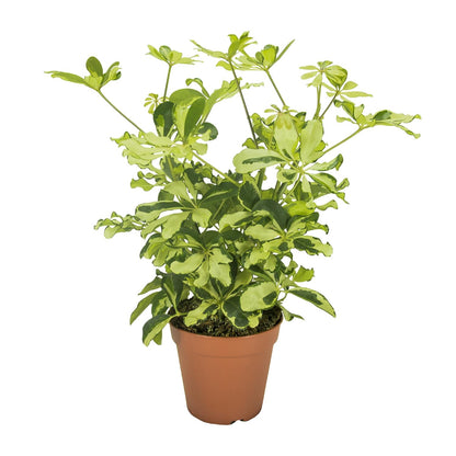 Schefflera Charlotte – Pflegeleichter Umbrella-Baum Ø13cm