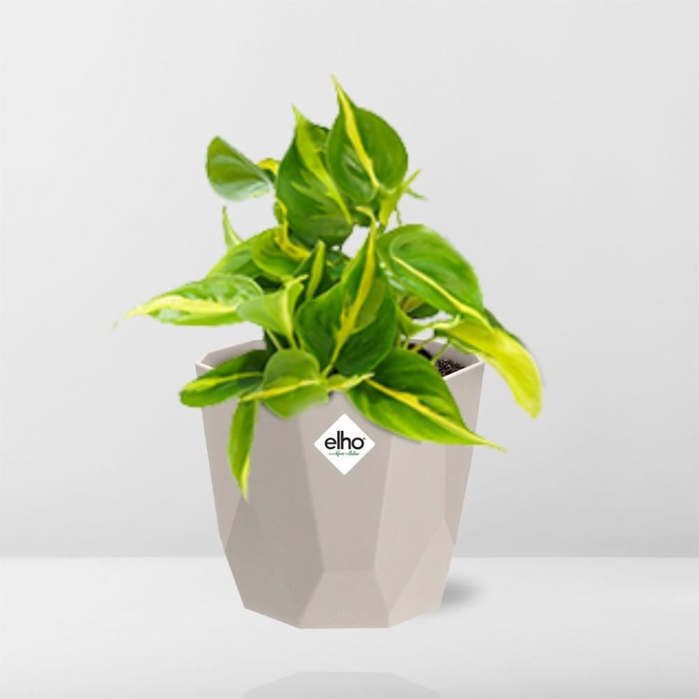 Philodendron Scandens ‘Brasil’ in ELHO b.for rock 14 cm warm grey