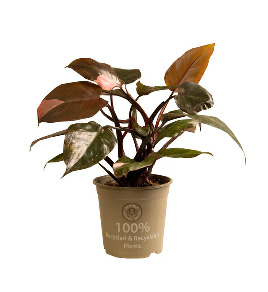 Philodendron Pink Princess - Trendige Zimmerpflanze Ø15cm