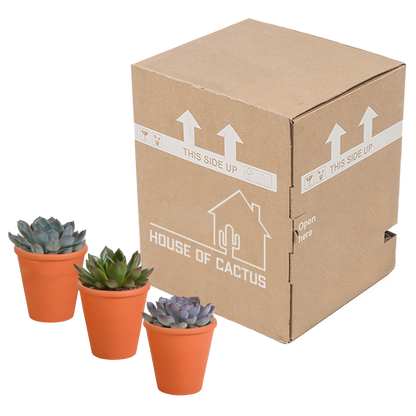 Echeveria-Mischung 3er Set im Terrakotta-Topf 8,5 cm
