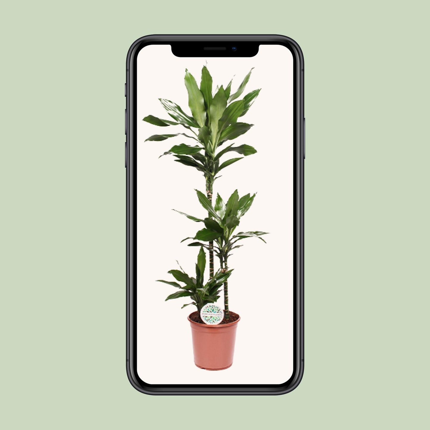 Dracaena Janet Lind – Eleganter Drachenbaum Ø24cm, 130cm hoch