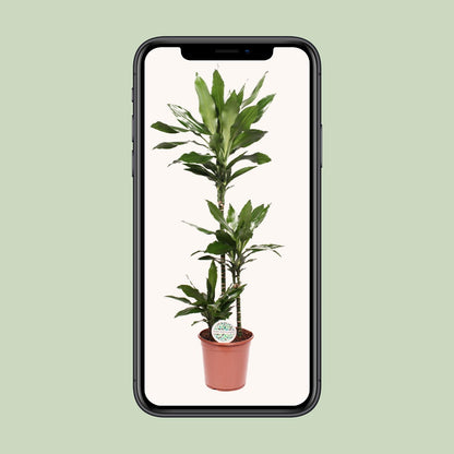Dracaena Janet Lind – Eleganter Drachenbaum Ø24cm, 130cm hoch