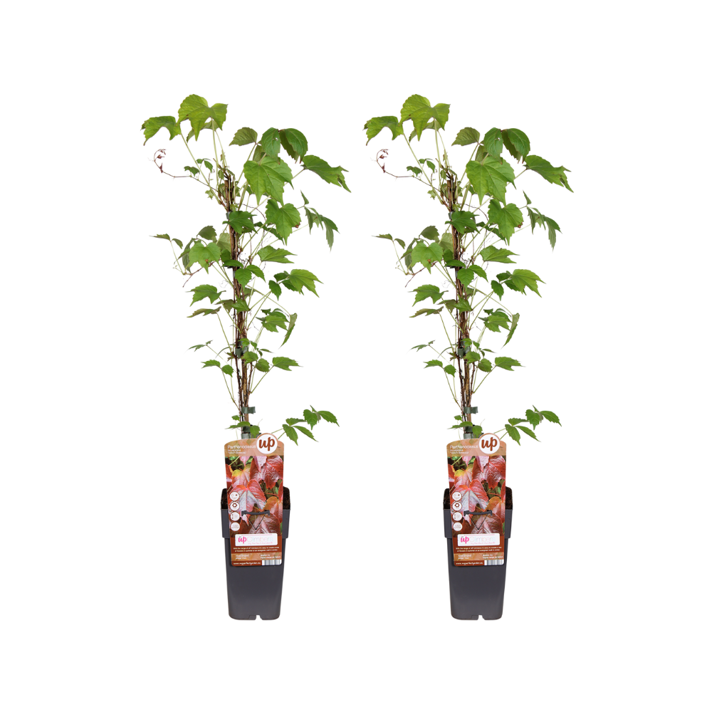 Parthenocissus Tricuspidata Veitch Boskoop – Kletterpflanze 2er-Set Ø15cm