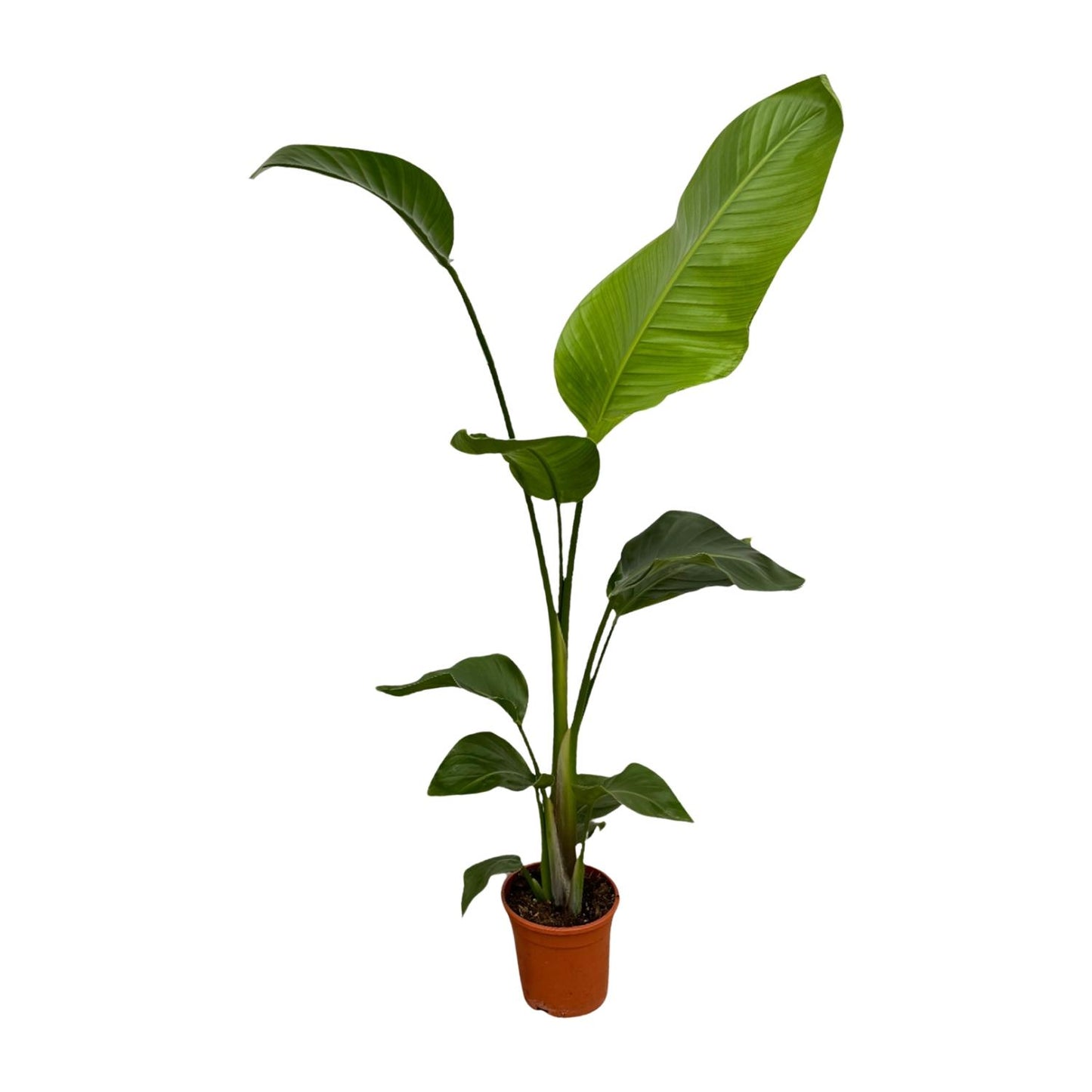 2x Strelitzia Nicolai – Exotische, pflegeleichte Zimmerpflanze 100 cm