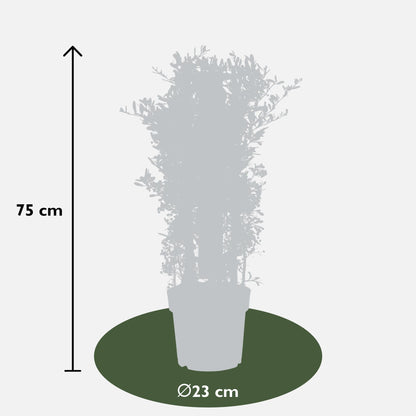 Pyracantha coccinea Red Star - Ø23cm - ↕75cm - Ø23 - ↨75cm