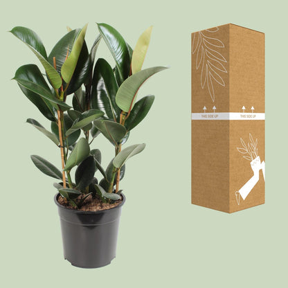 Ficus Elastica Robusta – Pflegeleichter Gummibaum Ø27cm