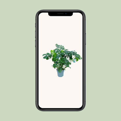 Monstera Deliciosa – Tropische, pflegeleichte Zimmerpflanze Ø30cm