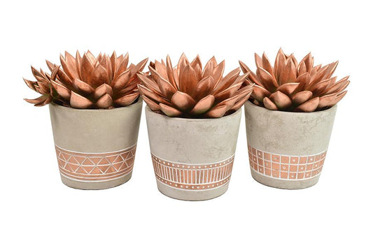 Echeveria Bronze 3er Set im Kupfer-Keramiktopf