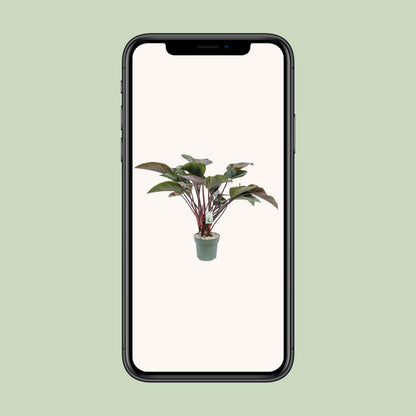 Philodendron Red Beauty – Pflegeleichte Zimmerpflanze Ø30cm