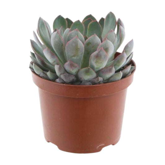 Echeveria Pelusida – Flauschige, pflegeleichte Sukkulente im 17cm Topf