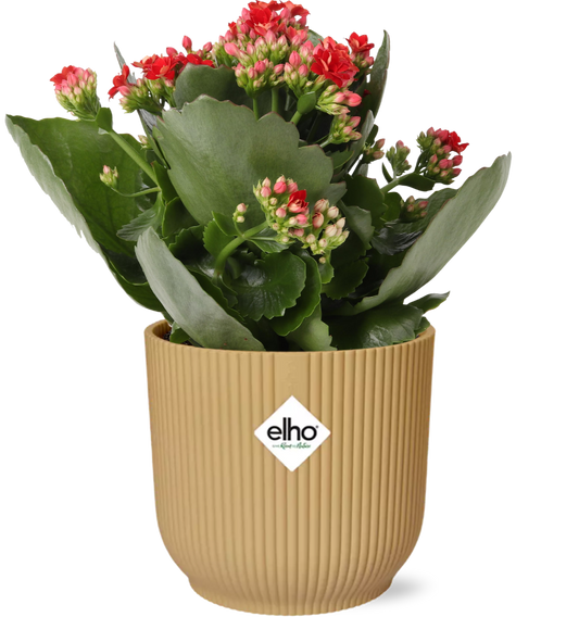 Kalanchoe Rosalina Don Justino in ELHO Vibes Fold Topf 14cm