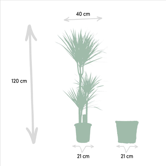 Dracaena Marginata – Pflegeleichter Drachenbaum mit Korb, 120 cm