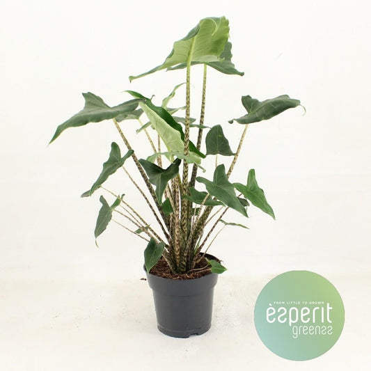 Alocasia Siberian Tiger – Trendige, pflegeleichte Zimmerpflanze Ø17cm