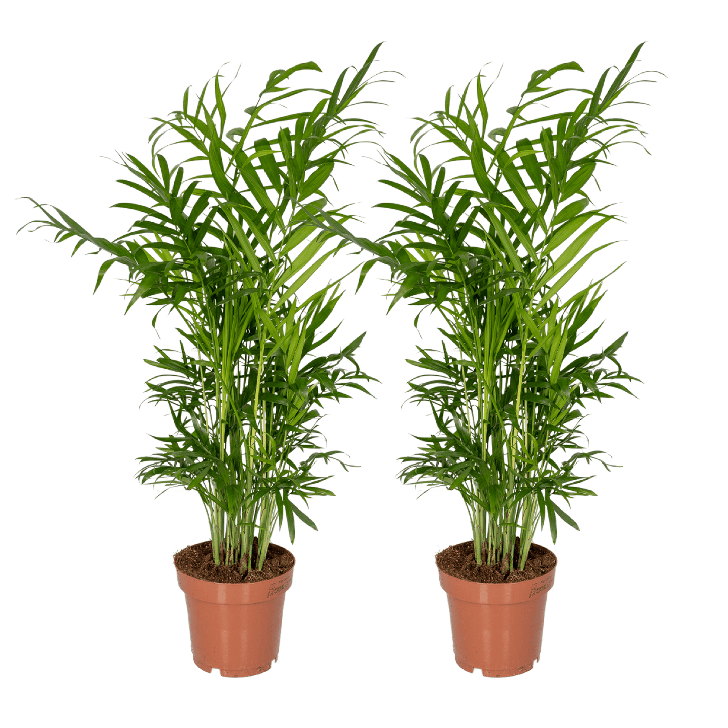 Mexikanische Bergpalme 2er Set – pflegeleicht & elegant