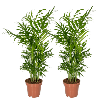 Mexikanische Bergpalme 2er Set – pflegeleicht & elegant