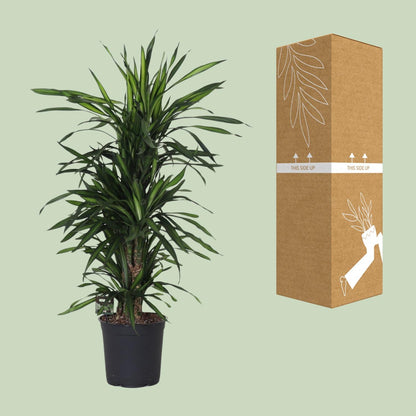 Dracaena Fragans 'Rikii' – Pflegeleichte Zimmerpflanze Ø27cm