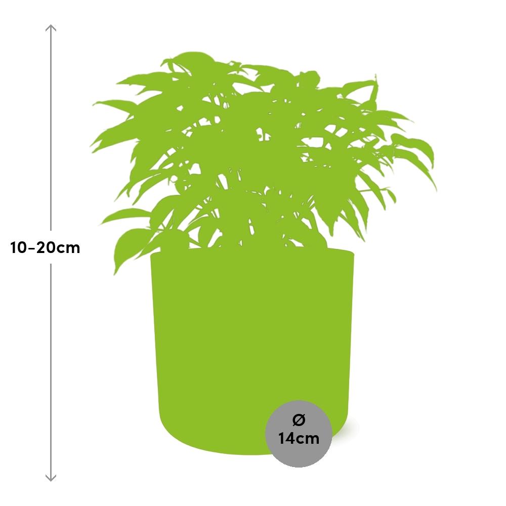 Ficus Benjamina Kinky – Pflegeleichte Zimmerpflanze 14cm