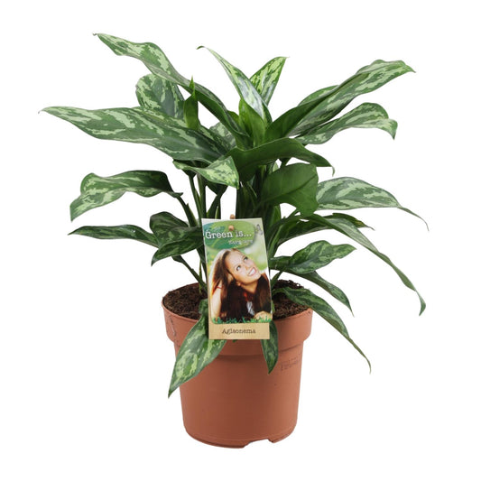 Aglaonema Maria – Pflegeleichte Zimmerpflanze Ø17 cm