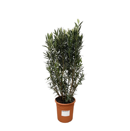Nerium Oleander Strauch – 180 cm, Ø 40 cm, pflegeleicht & robust
