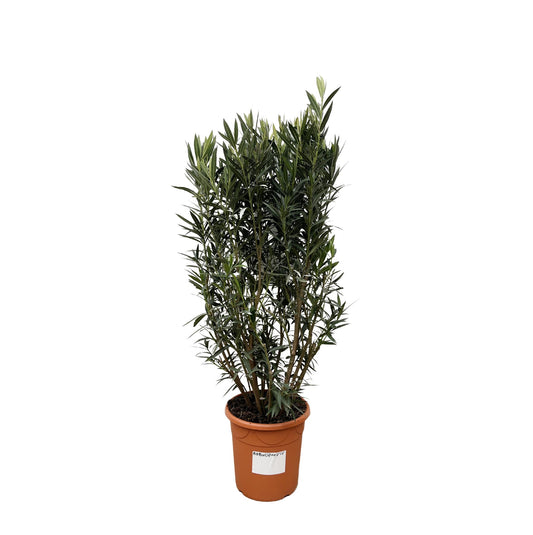 Nerium Oleander Strauch – 180 cm, Ø 40 cm, pflegeleicht & robust