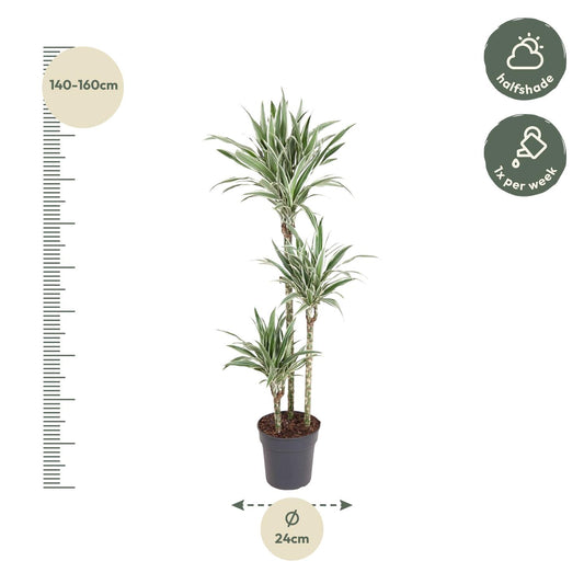 Dracaena White Stripe – 150 cm pflegeleichte Zimmerpflanze