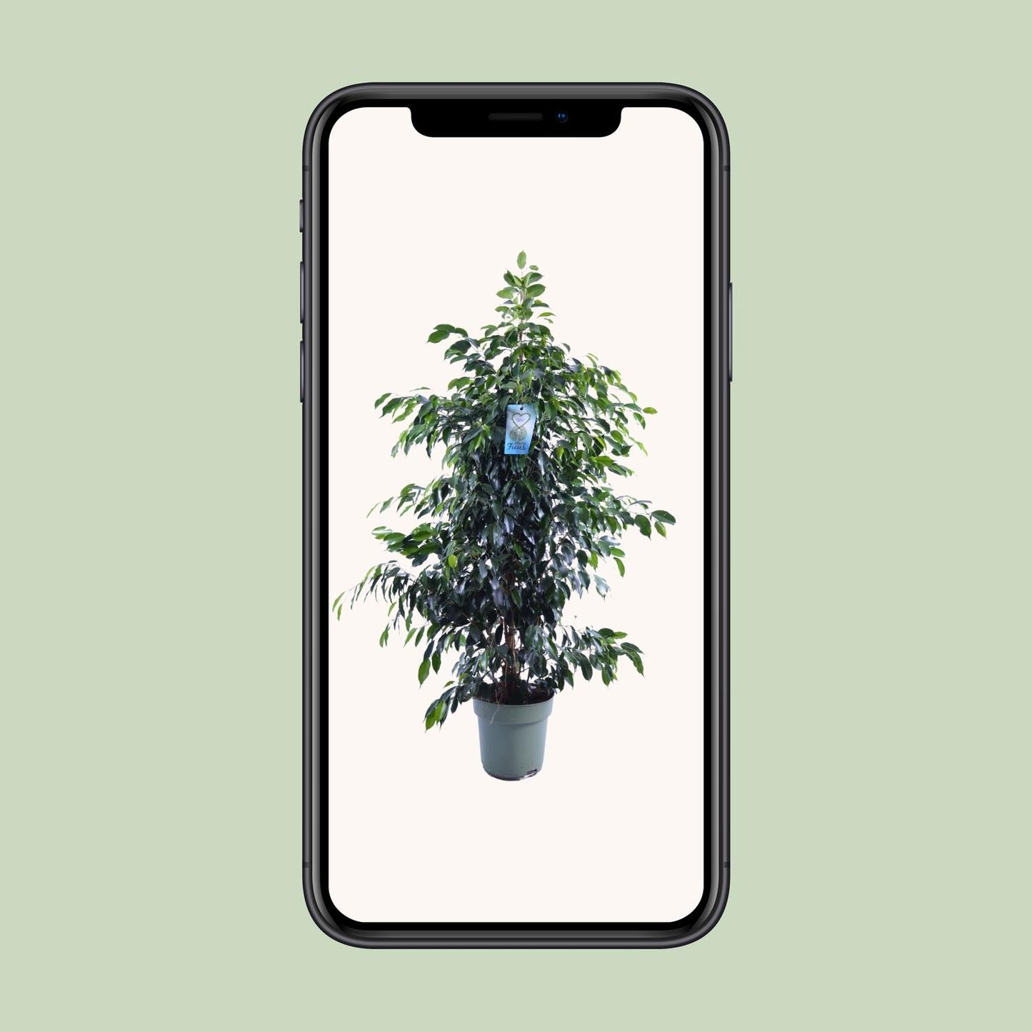 Ficus Benjamina Midnight Lady – Elegante Zimmerpflanze Ø27cm