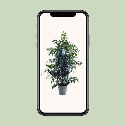 Ficus Benjamina Midnight Lady – Elegante Zimmerpflanze Ø27cm