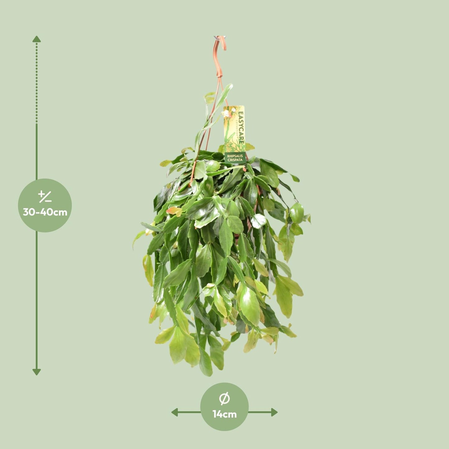 Rhipsalis Crispata – Pflegeleichte hängende Zimmerpflanze Ø14cm