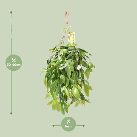 Rhipsalis Crispata – Pflegeleichte hängende Zimmerpflanze Ø14cm