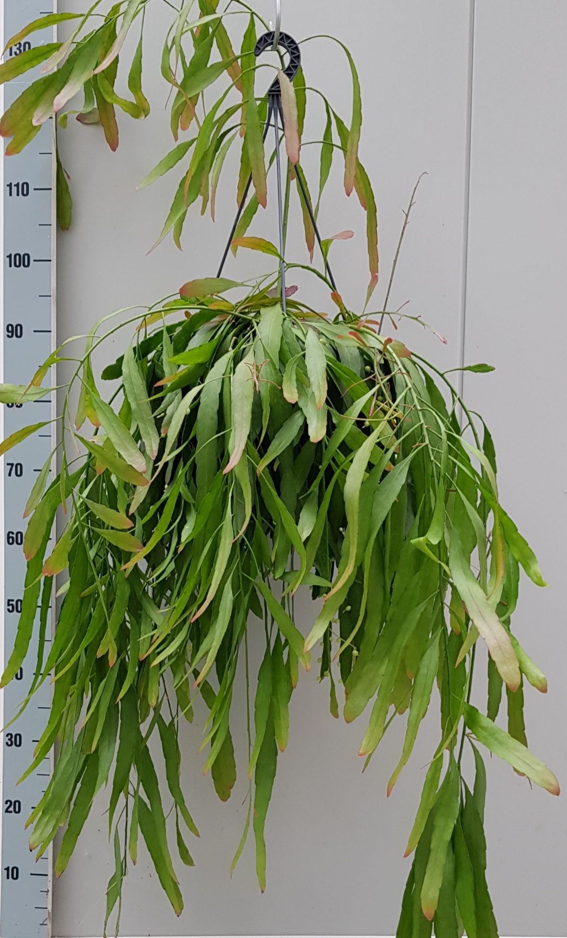 Rhipsalis Red Coral – Pflegeleichte Korallen-Kakteenpflanze