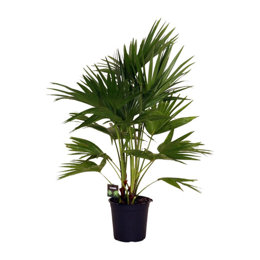 Livistona Chinensis – Pflegeleichte Fächerpalme Ø24cm