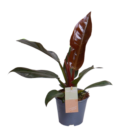 Philodendron Imperial Red Feel Green – Trendige Zimmerpflanze Ø14cm
