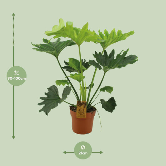 Philodendron Selloum Elefantiana – Pflegeleichte Zimmerpflanze Ø21cm