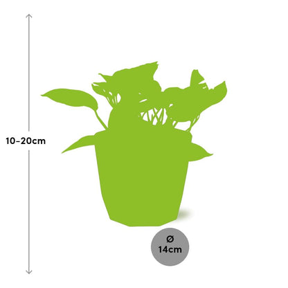Scindapsus Marble Queen – Pflegeleichte Zimmerpflanze 14cm