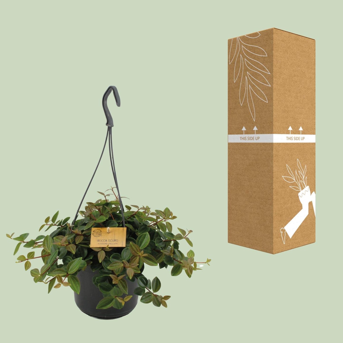 Peperomia Ang.Rocca Scuro – Pflegeleichte Zimmerpflanze Ø15cm
