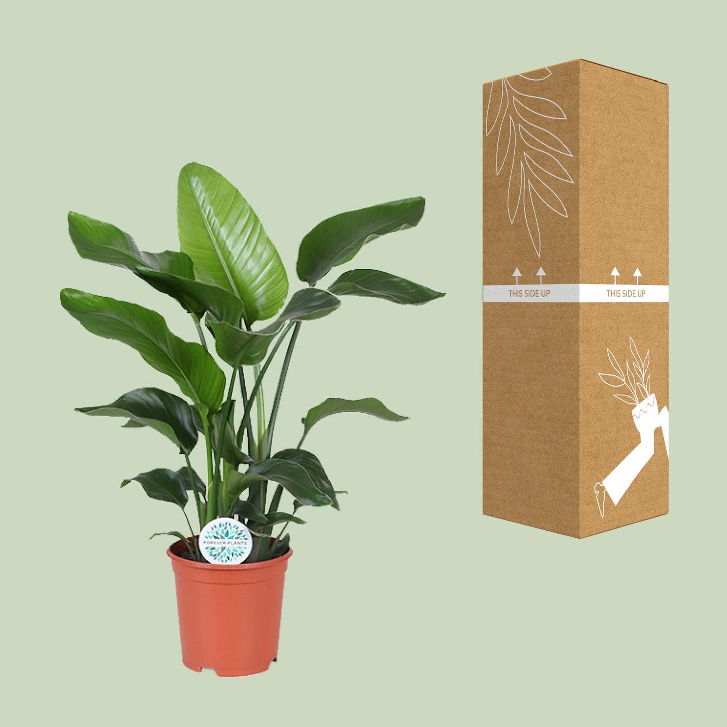 Strelitzia Nicolai – Paradiesvogelblume Ø21cm, ca. 80cm hoch