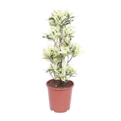Codiaeum Variegatum Tamara – Bunte Croton Zimmerpflanze Ø27cm