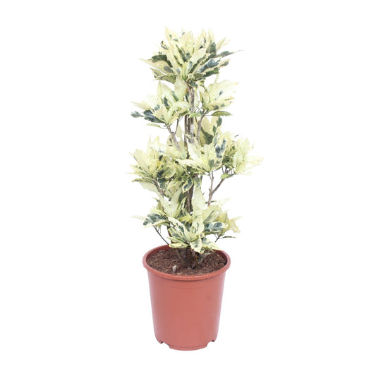 Codiaeum Variegatum Tamara – Bunte Croton Zimmerpflanze Ø27cm