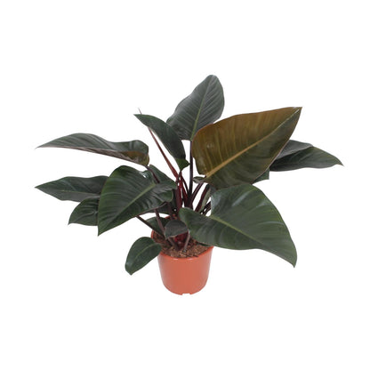 Philodendron Congo Red – Pflegeleichte Zimmerpflanze Ø27cm
