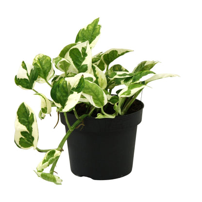 Scindapsus Epipremnum N'joy – pflegeleichte Zimmerpflanze Ø12cm