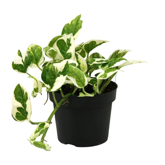 Scindapsus Epipremnum N'joy – pflegeleichte Zimmerpflanze Ø12cm