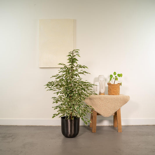 Ficus benjamina Twilight – Pflegeleichte Zimmerpflanze Ø21cm