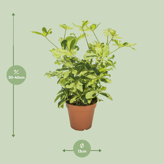 Schefflera Charlotte – Pflegeleichter Umbrella-Baum Ø13cm