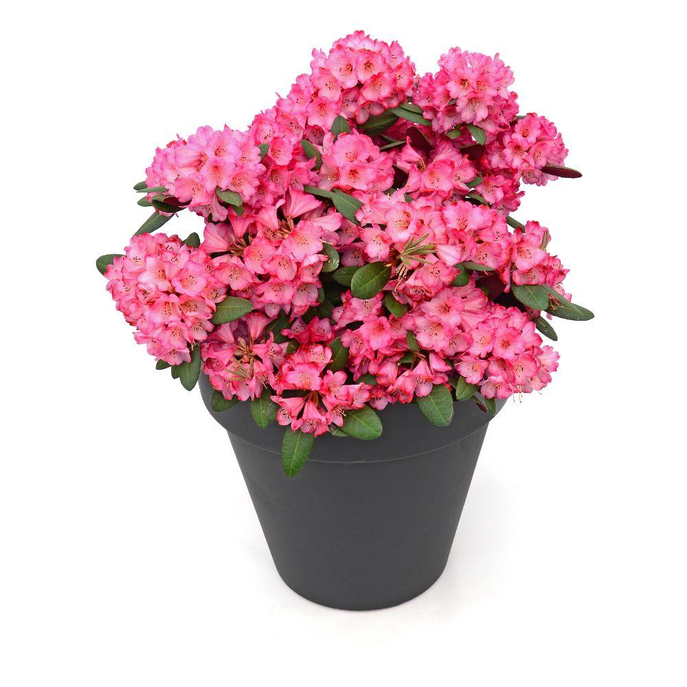 Rhododendron 'Wine & Roses' – Kompakter Blühstrauch