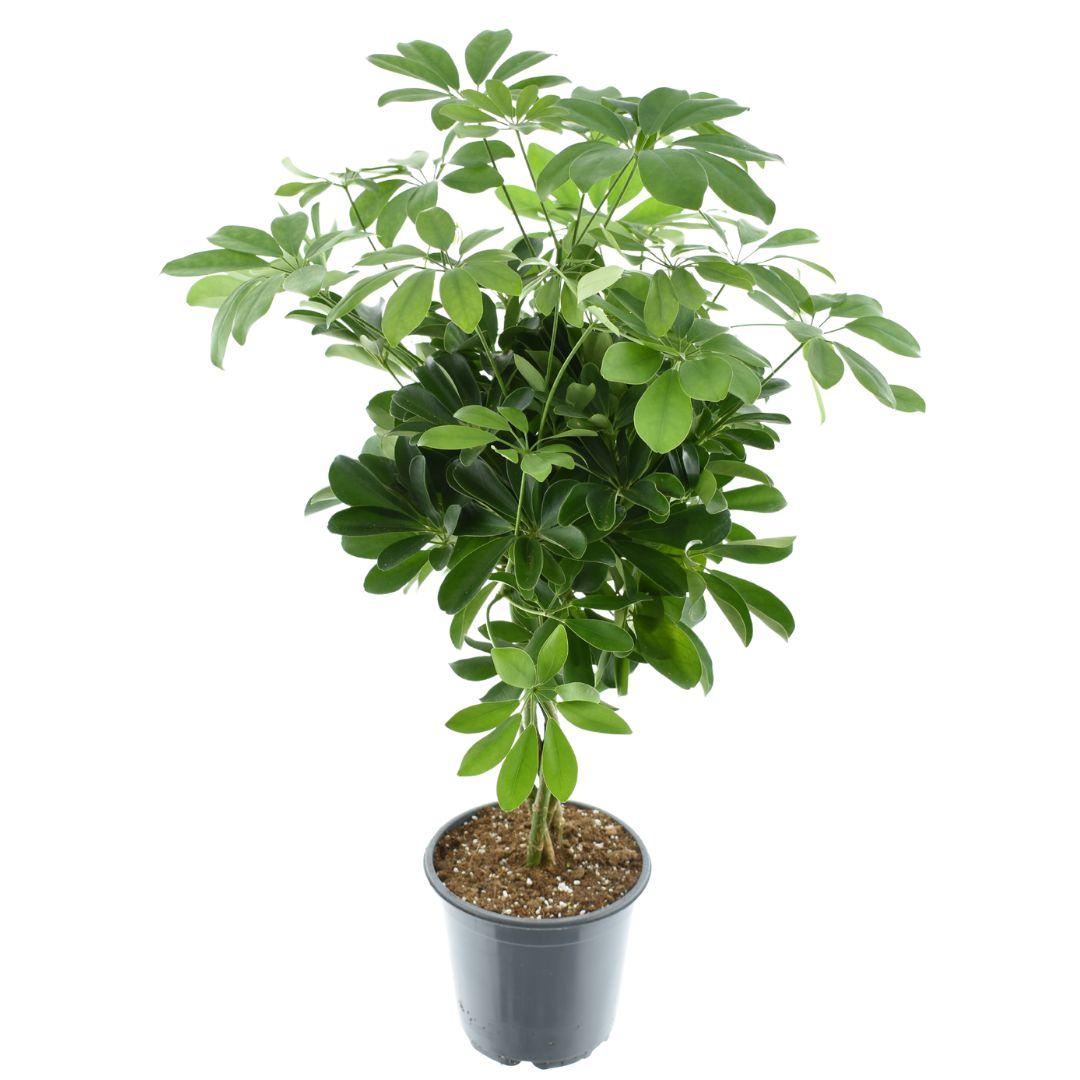 Schefflera Compacta Nora – Pflegeleichte Zimmerpflanze Ø21cm