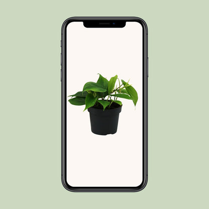 Kletter-Philodendron – Pflegeleichte Zimmerpflanze Ø12cm